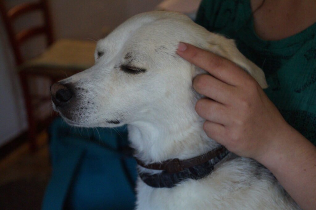 beau chien blanc profitant d'un massage au niveau de la zone temporale