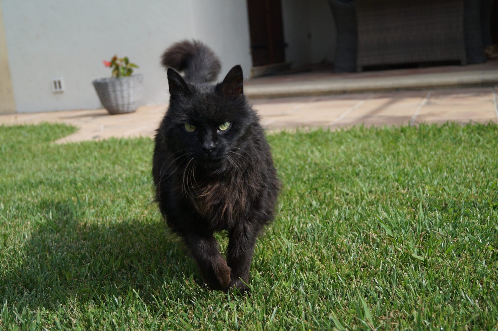 Joli chat noir qui gambade dans un jardin