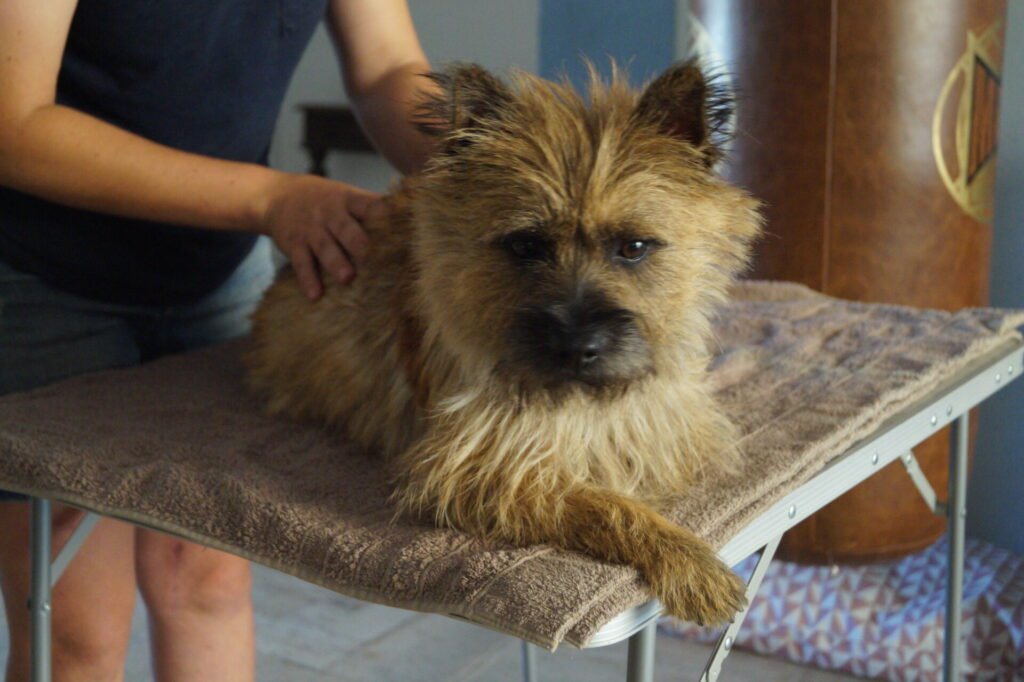 petit chien appaisé