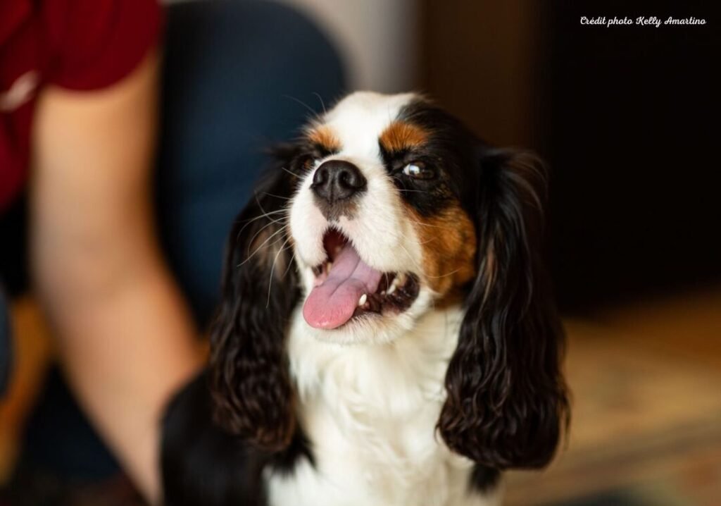 Petit chien baillant pendant un massage