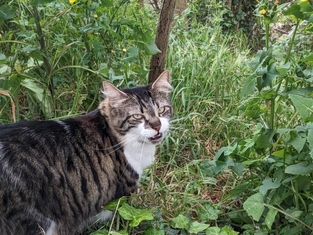 Mira, une chatte européenne libérée