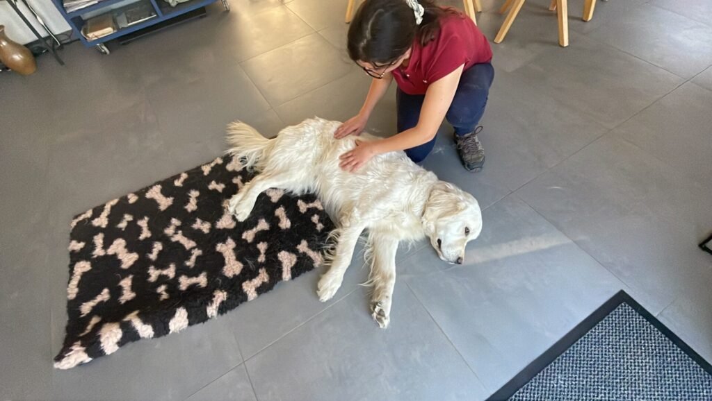 Massage canin sur un golden par Lauriane