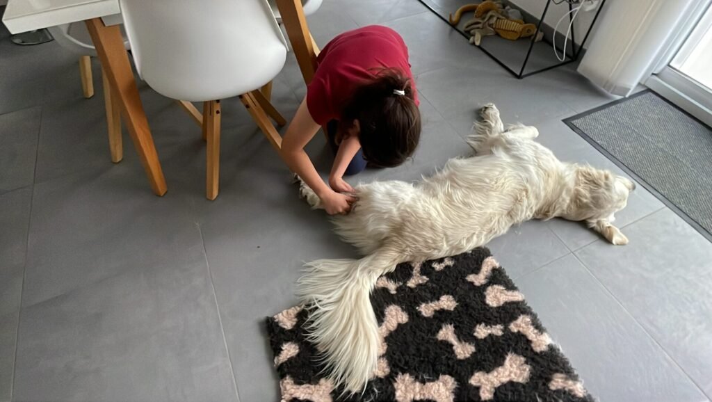 Chien beige couché pendant un massage