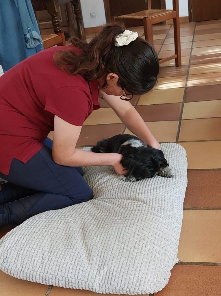 Ouate, un petit chien, se faisant masser