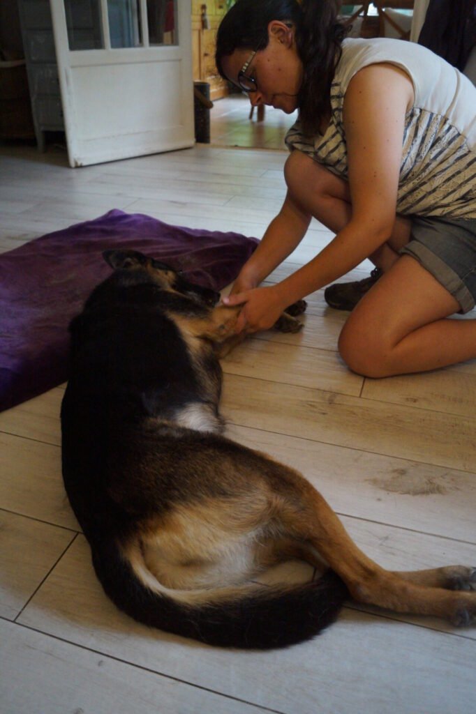 Massage de Sabba, chien apaisé sur le sol de la maison de son propriétaire