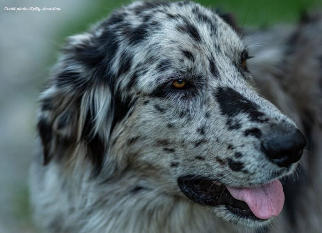 beau chien blanc à tache noir, soigné par Lauriane