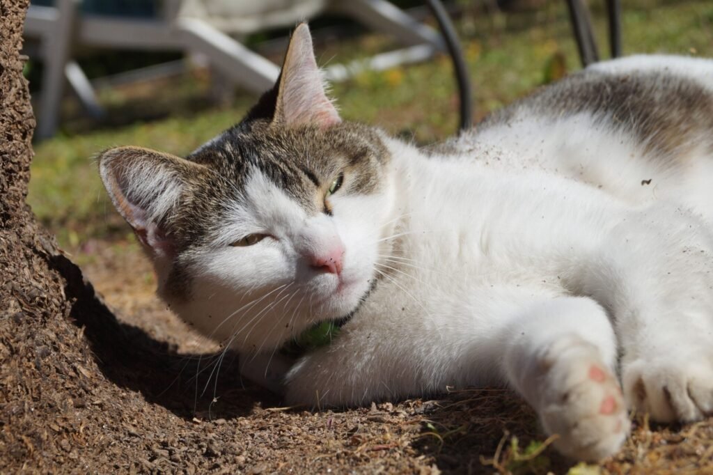 Chat détendu sur le sol, ronronnant avec les yeux plissés