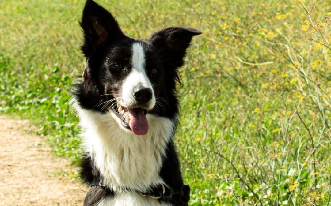 Border collie attendant qu'on lui jette la balle