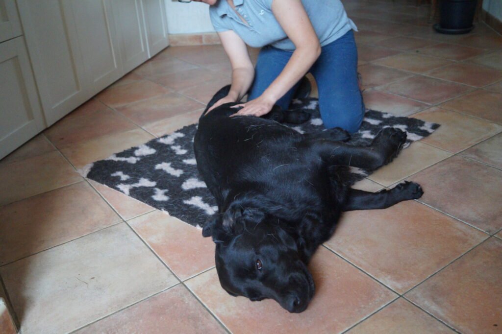 Beau chien noir se faisant masser sur son tapis