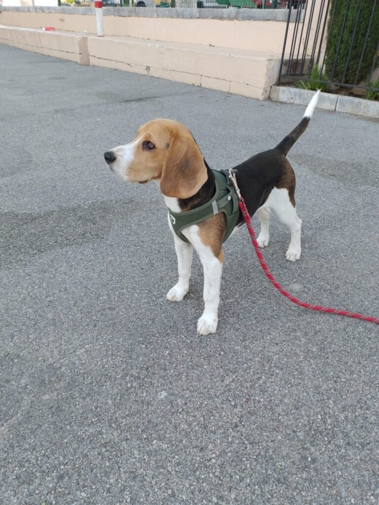 Loki chiot beagle en promenade