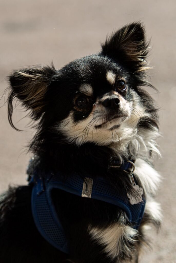 Chihuahua en promenade