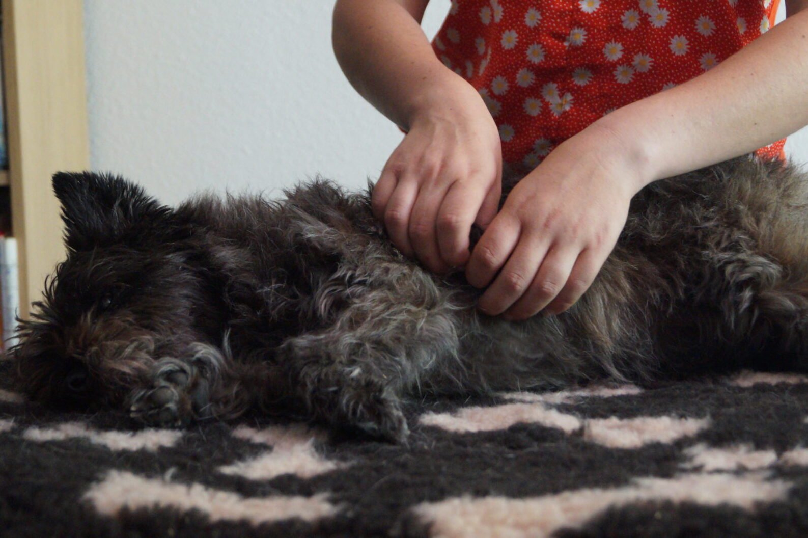 petit chien s'abandonnant à un massage